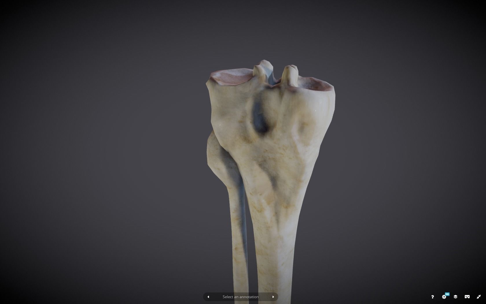 Tibia And Fibula Low-poly 3D model_17