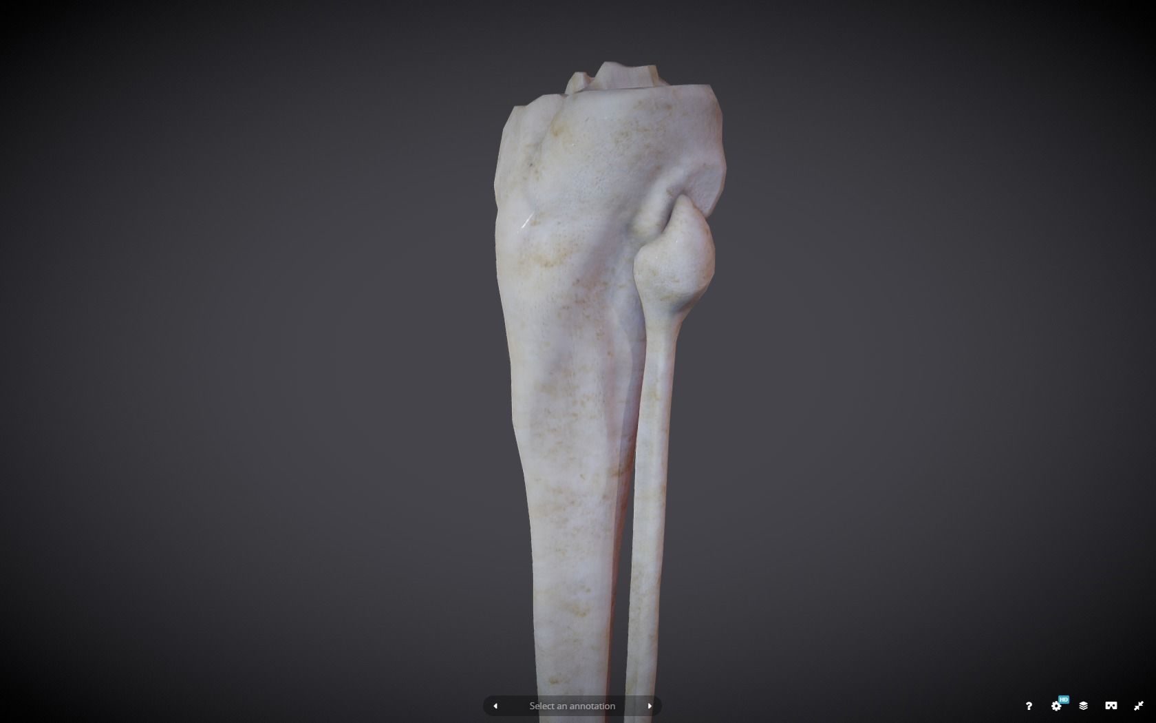 Tibia And Fibula Low-poly 3D model_25