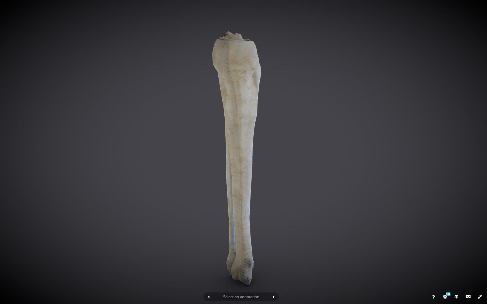 Tibia And Fibula Low-poly 3D model_8