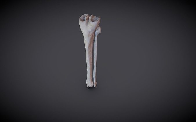 Tibia And Fibula Low-poly 3D model