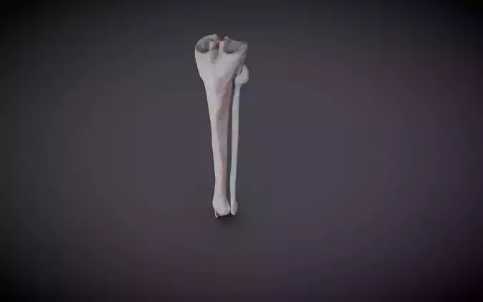 Tibia And Fibula Low-poly 3D model