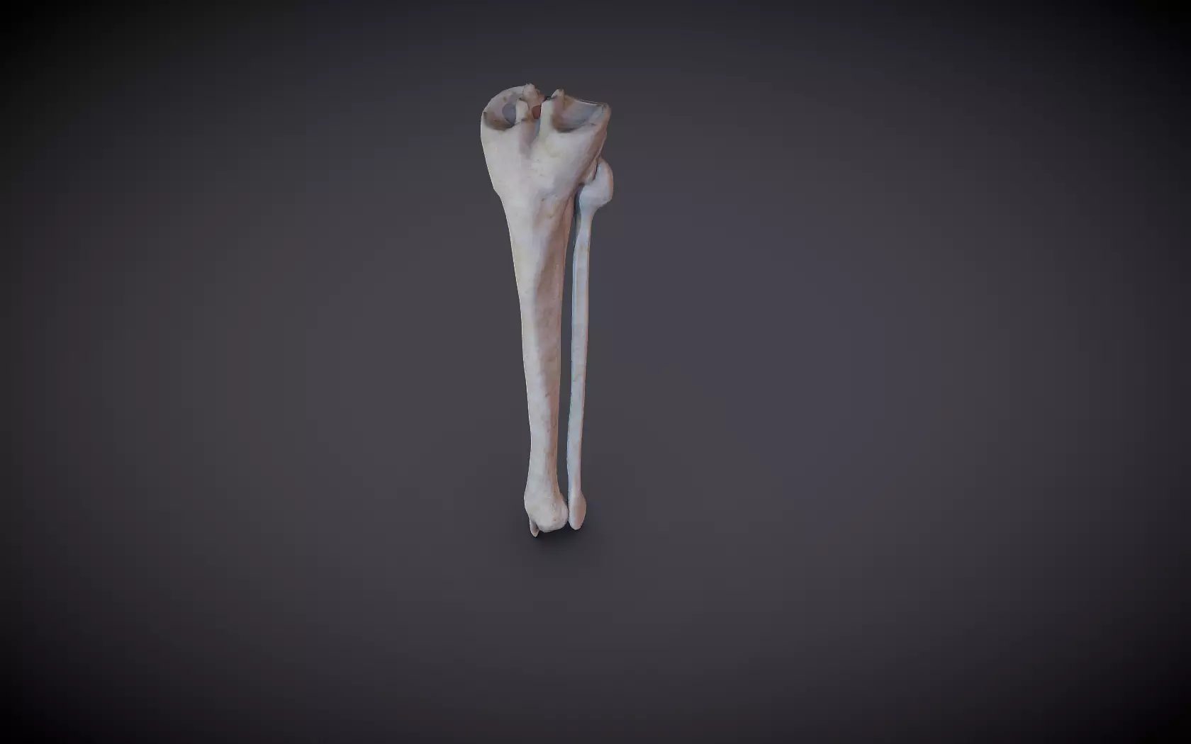 Tibia And Fibula Low-poly 3D model_0
