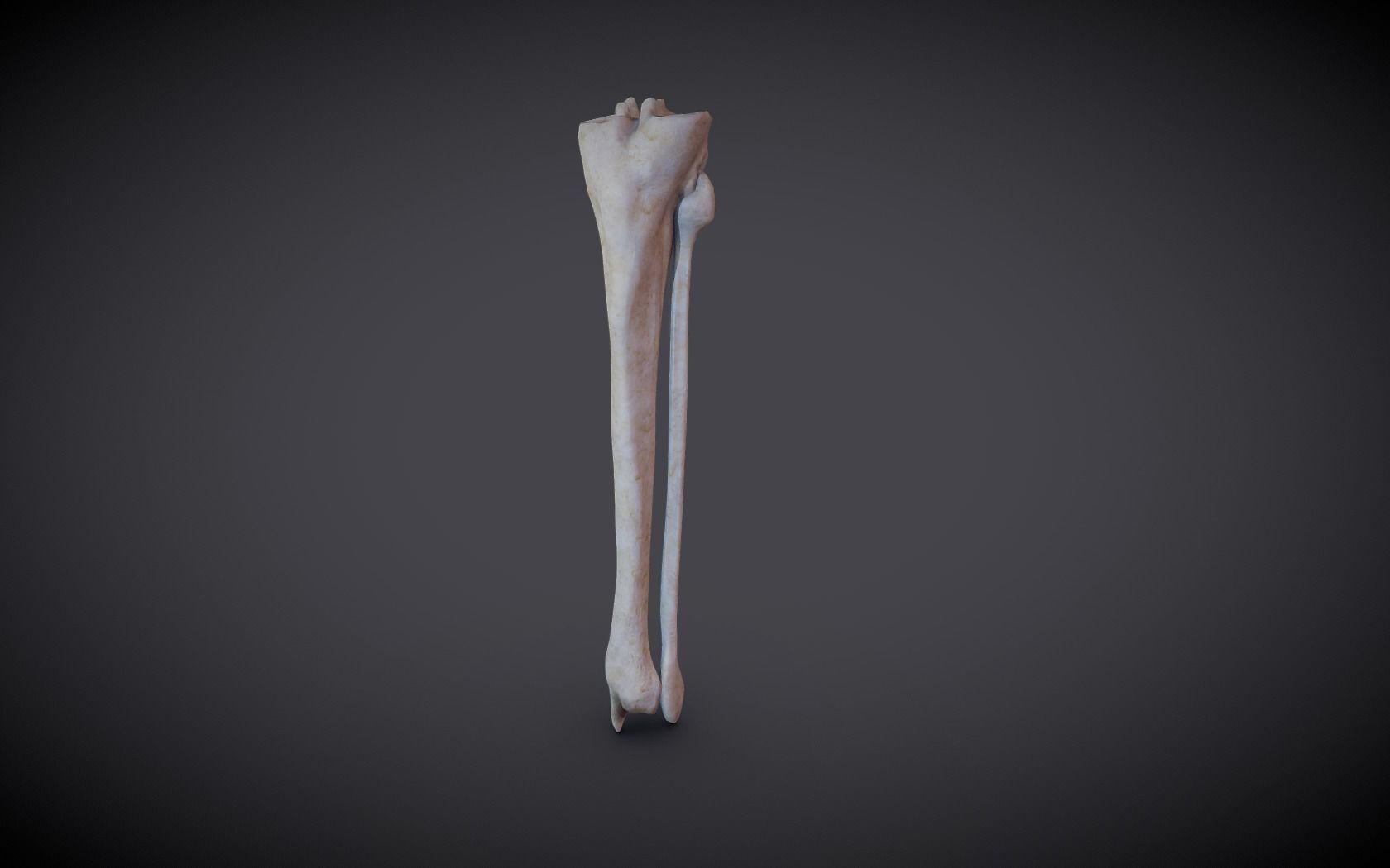 Tibia And Fibula Low-poly 3D model_11