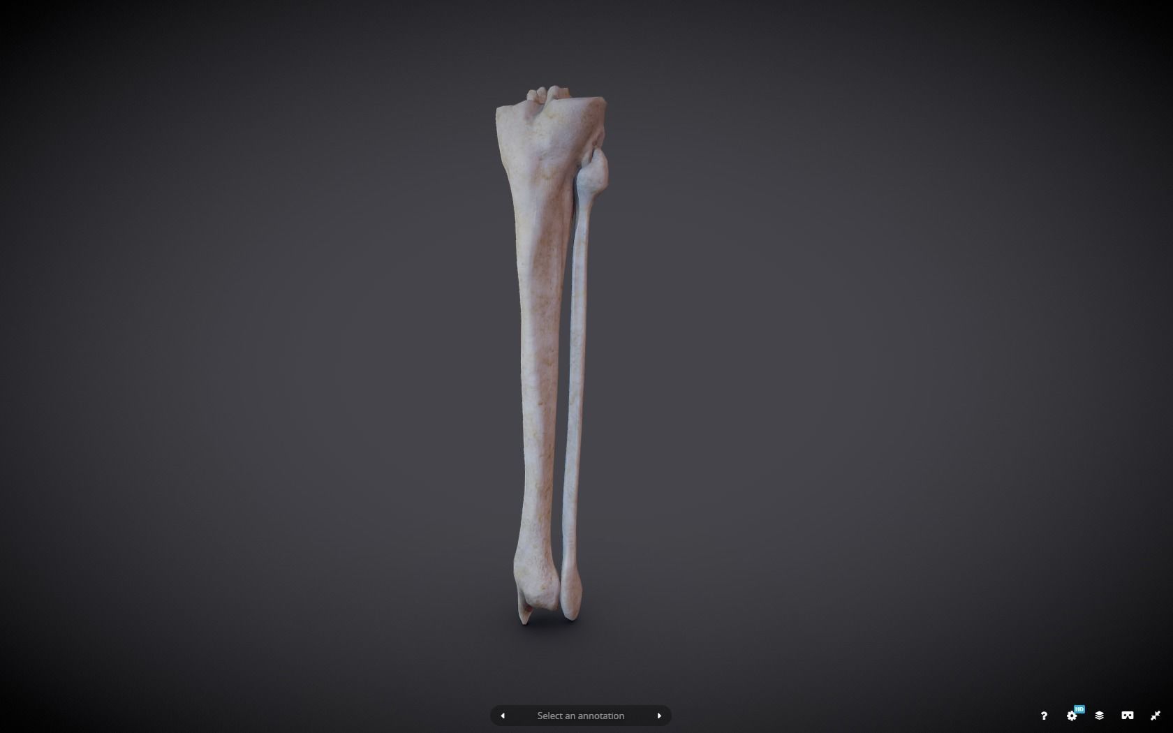 Tibia And Fibula Low-poly 3D model_1