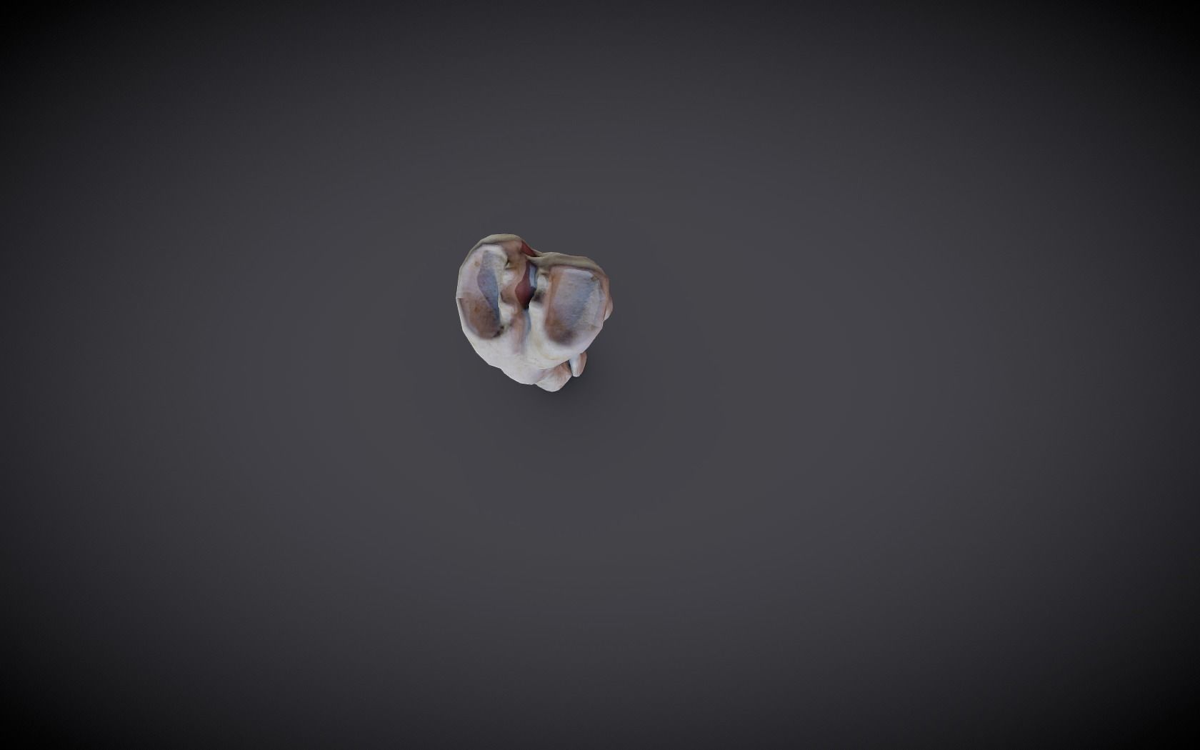 Tibia And Fibula Low-poly 3D model_15