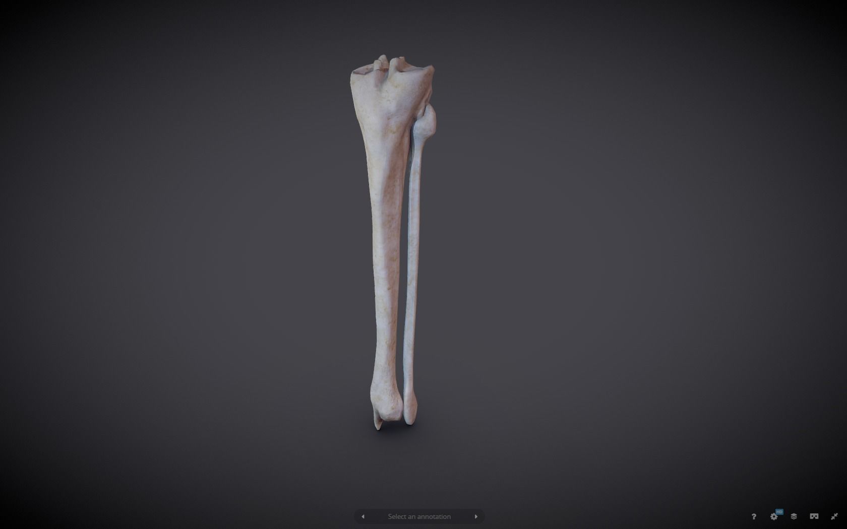 Tibia And Fibula Low-poly 3D model_12