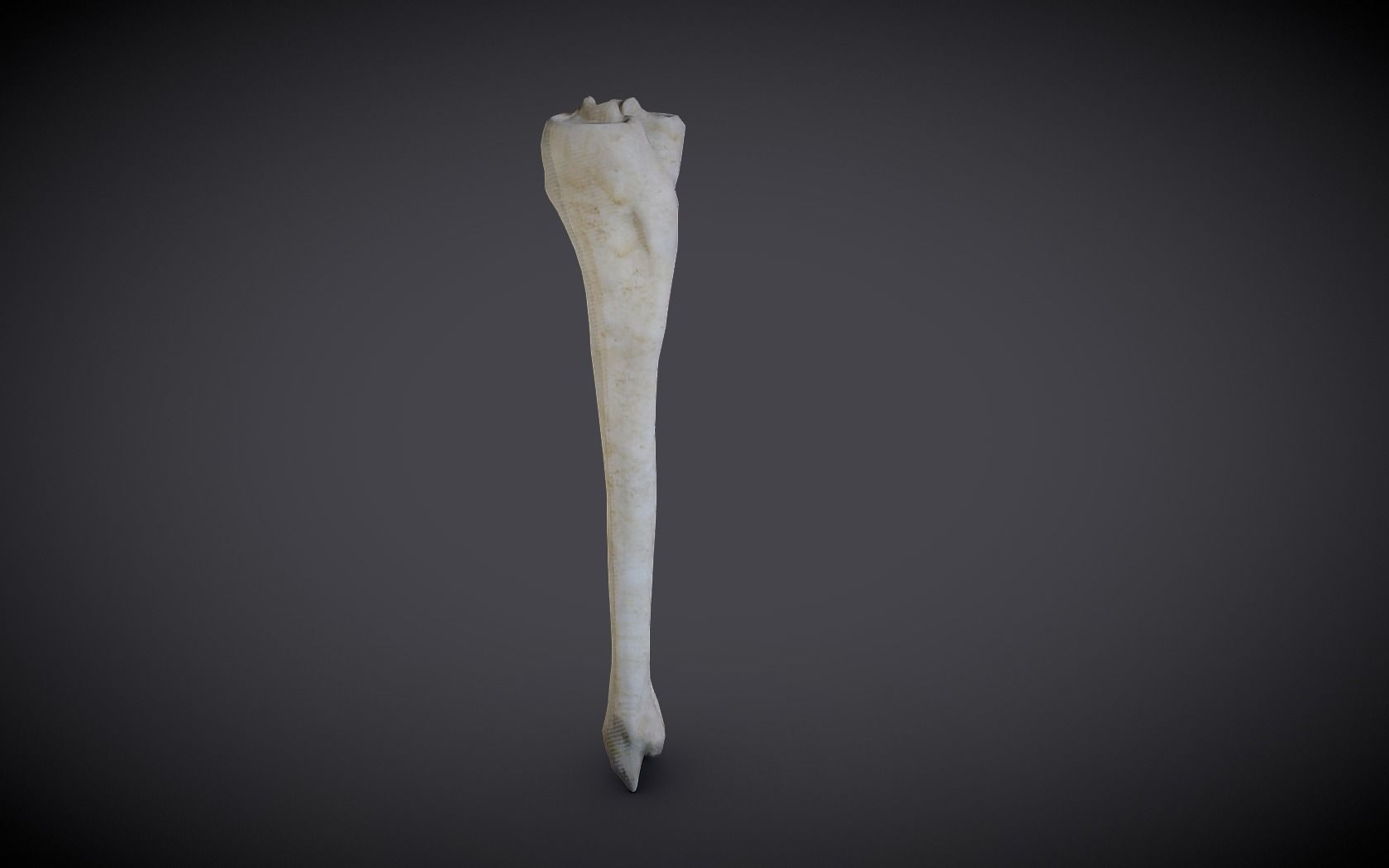 Tibia And Fibula Low-poly 3D model_9