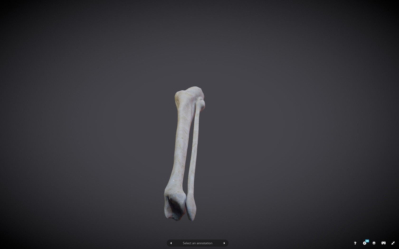 Tibia And Fibula Low-poly 3D model_16