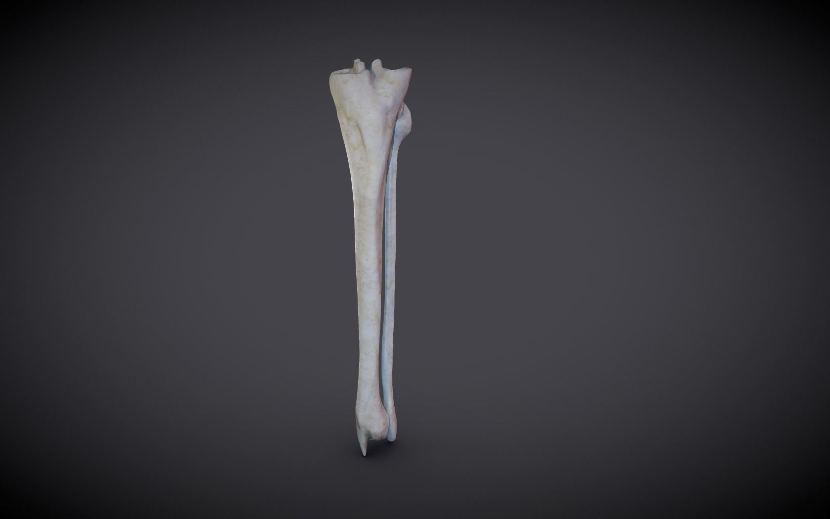 Tibia And Fibula Low-poly 3D model_10