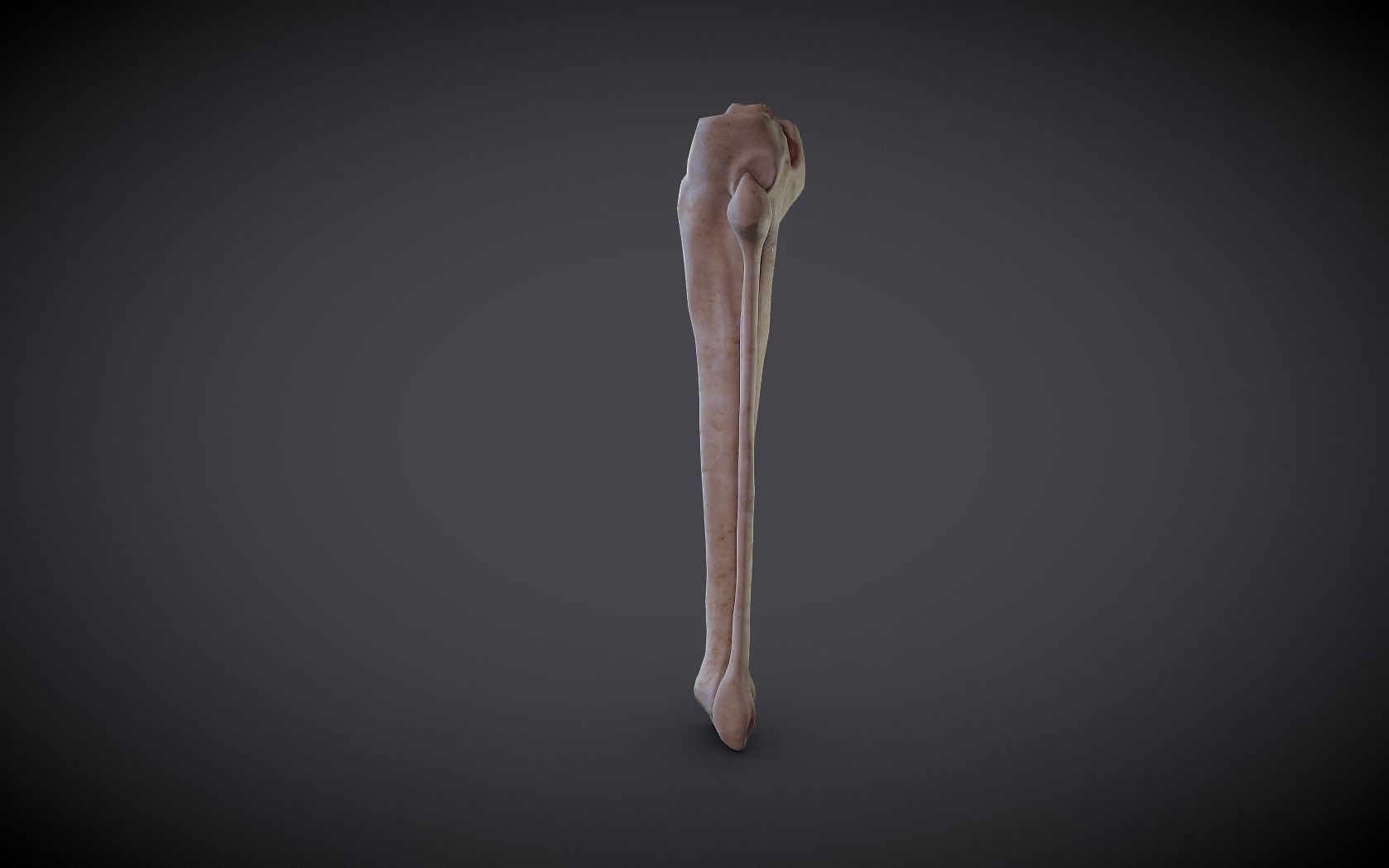 Tibia And Fibula Low-poly 3D model_4