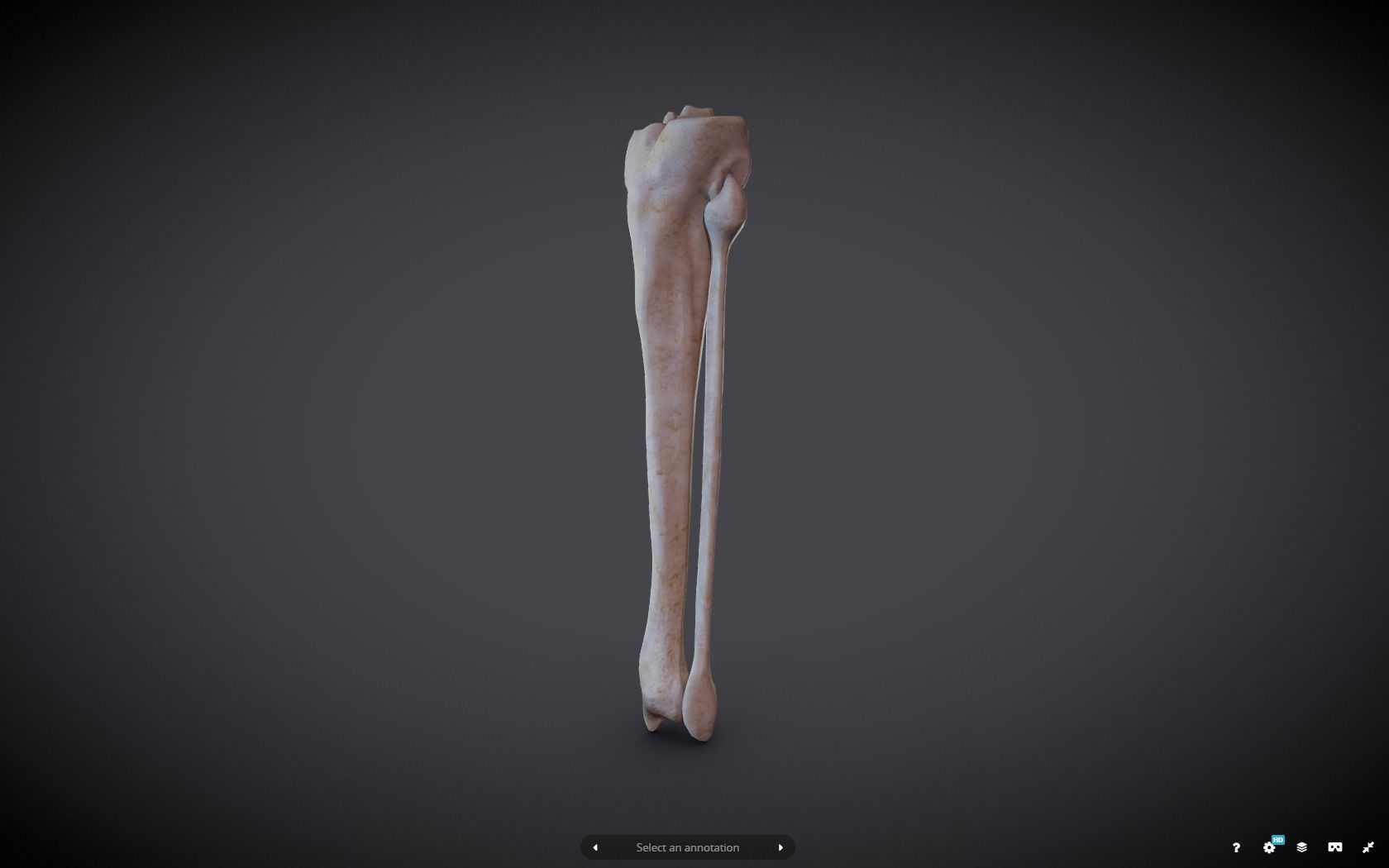 Tibia And Fibula Low-poly 3D model_3