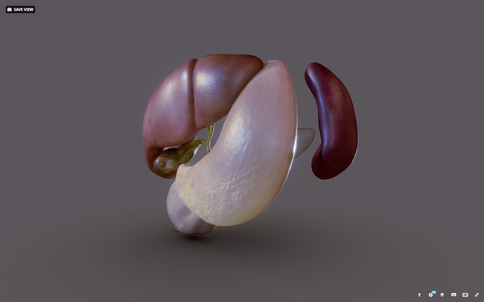 Liver - Spleen - Pancreas and relations Low-poly 3D model_2