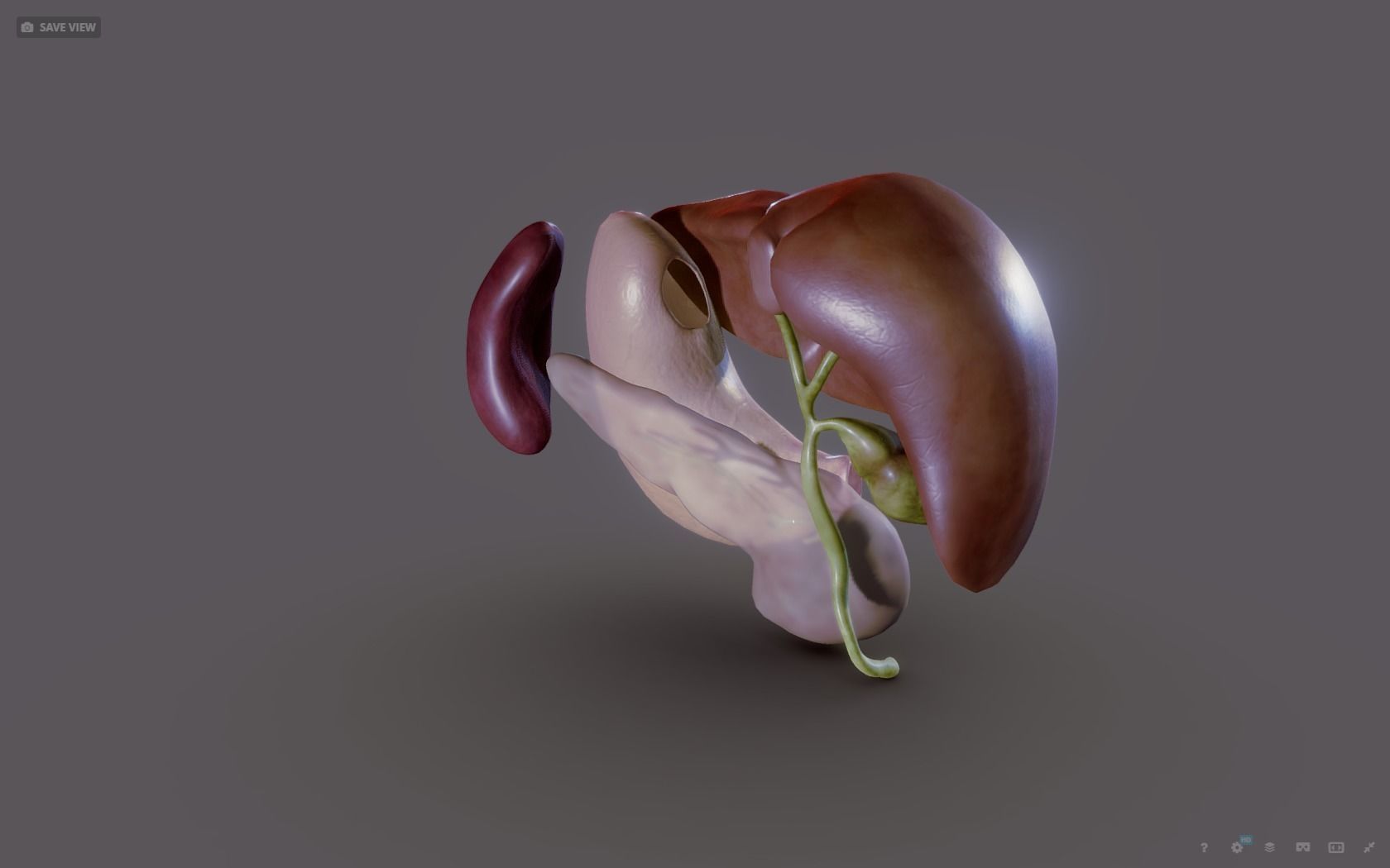 Liver - Spleen - Pancreas and relations Low-poly 3D model_11