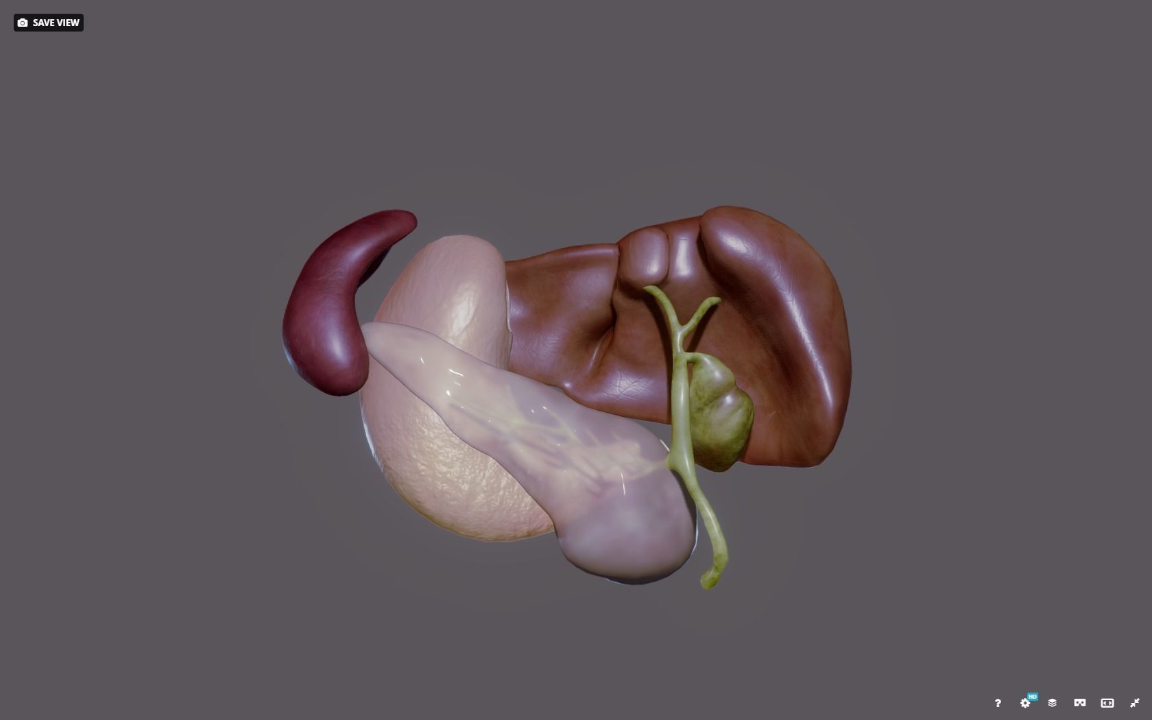 Liver - Spleen - Pancreas and relations Low-poly 3D model_17