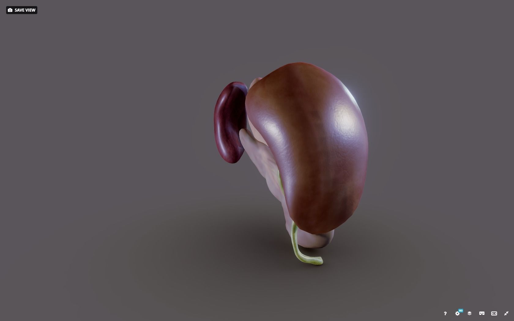 Liver - Spleen - Pancreas and relations Low-poly 3D model_12