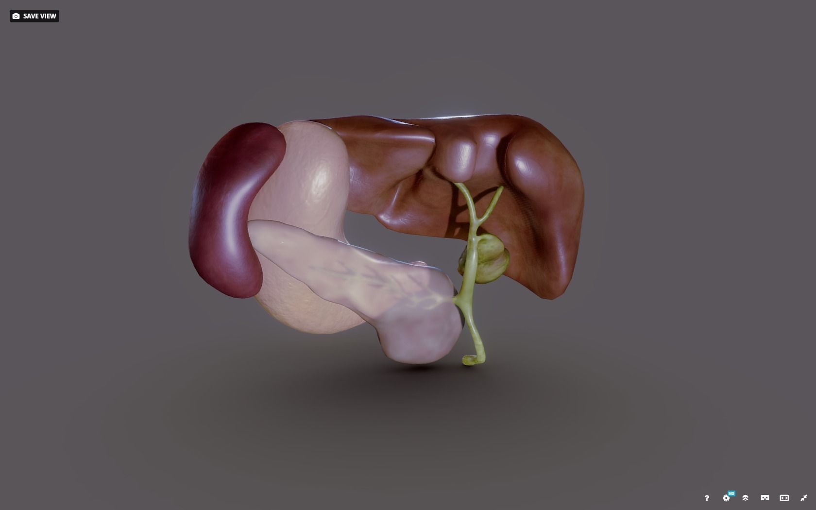 Liver - Spleen - Pancreas and relations Low-poly 3D model_9