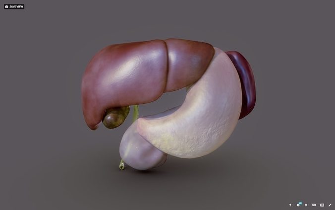 Liver - Spleen - Pancreas and relations Low-poly 3D model
