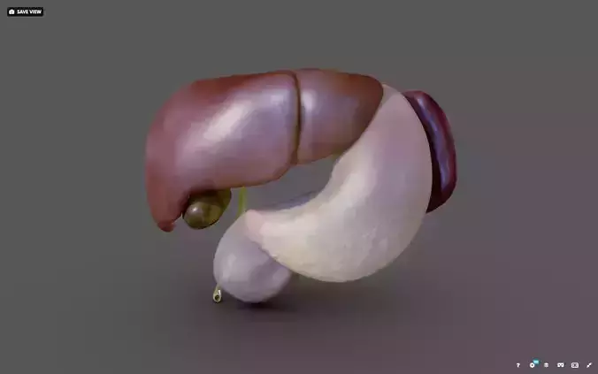 Liver - Spleen - Pancreas and relations Low-poly 3D model