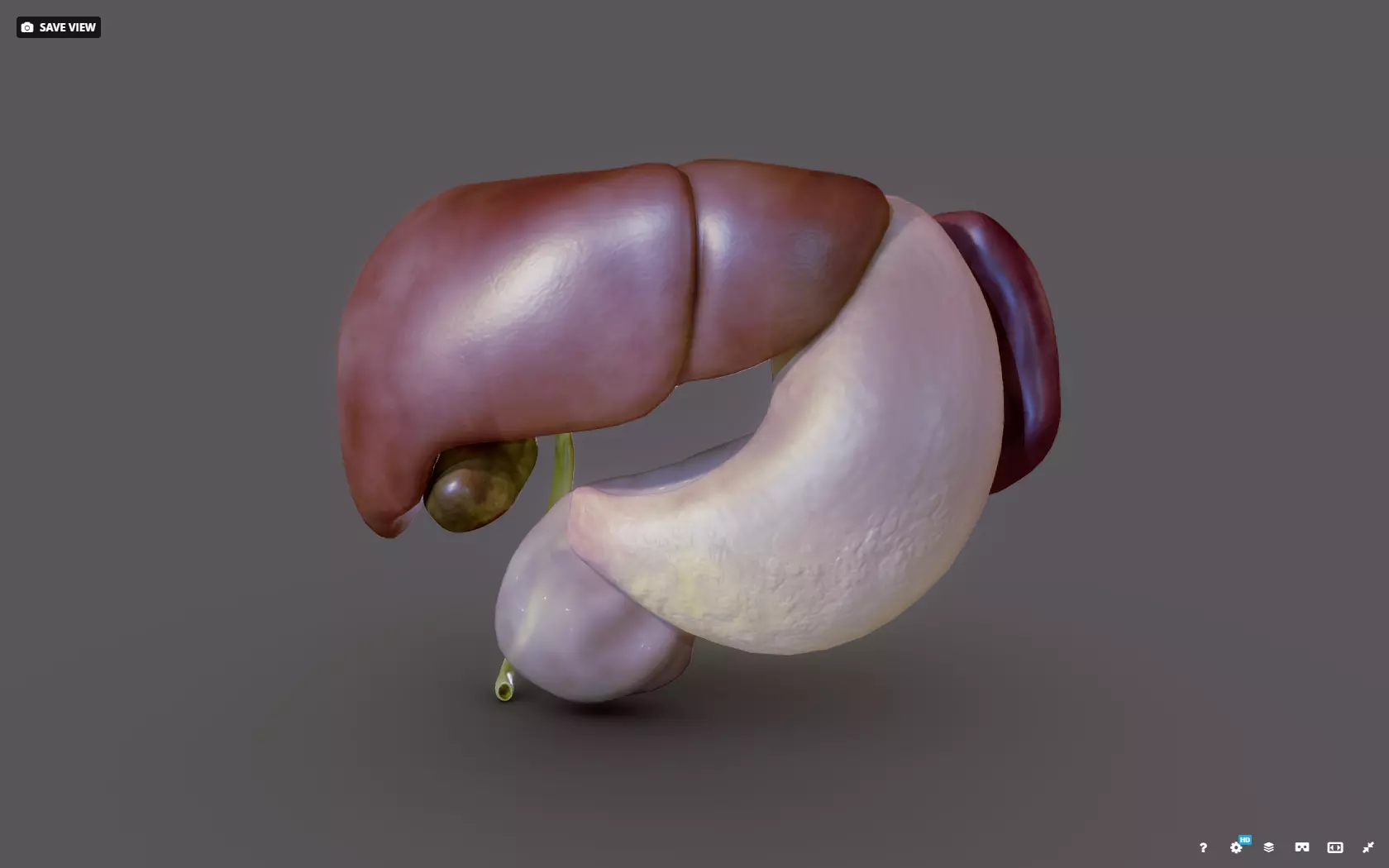 Liver - Spleen - Pancreas and relations Low-poly 3D model_0