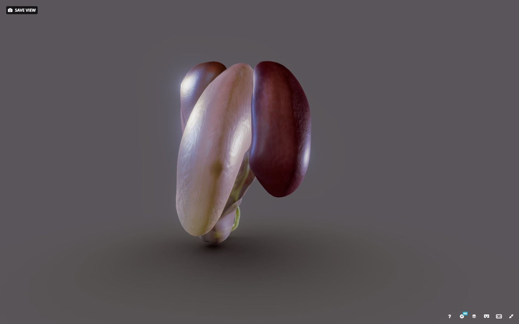 Liver - Spleen - Pancreas and relations Low-poly 3D model_4