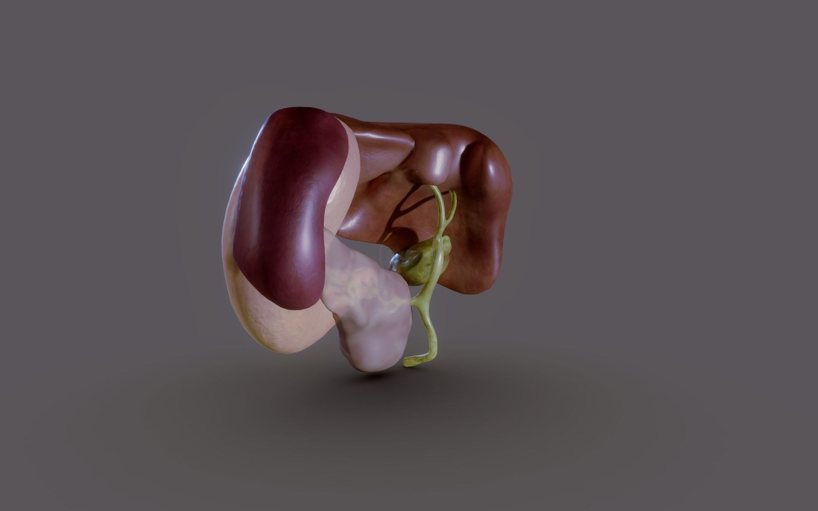 Liver - Spleen - Pancreas and relations Low-poly 3D model_7