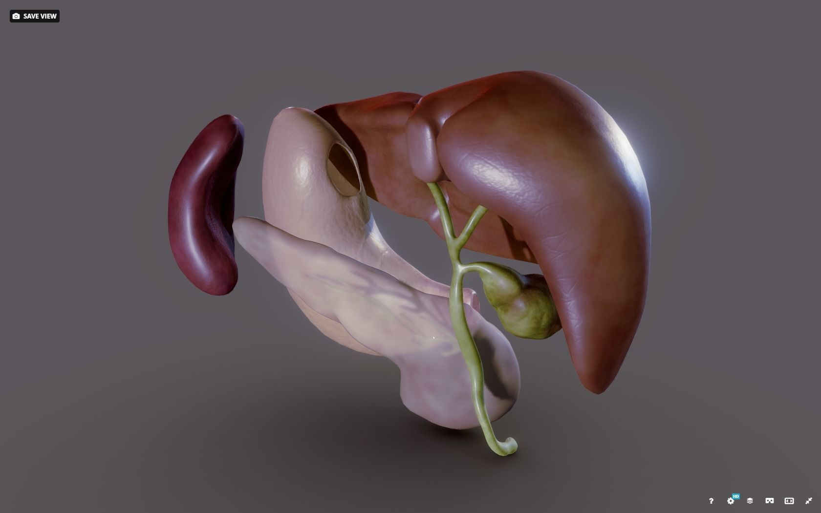 Liver - Spleen - Pancreas and relations Low-poly 3D model_19