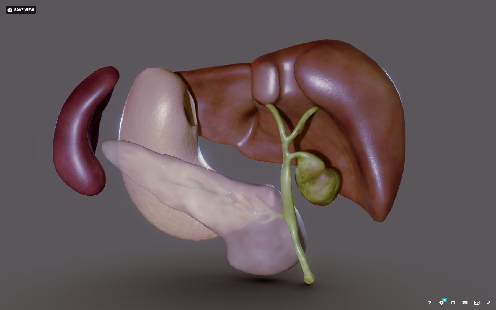 Liver - Spleen - Pancreas and relations Low-poly 3D model_33