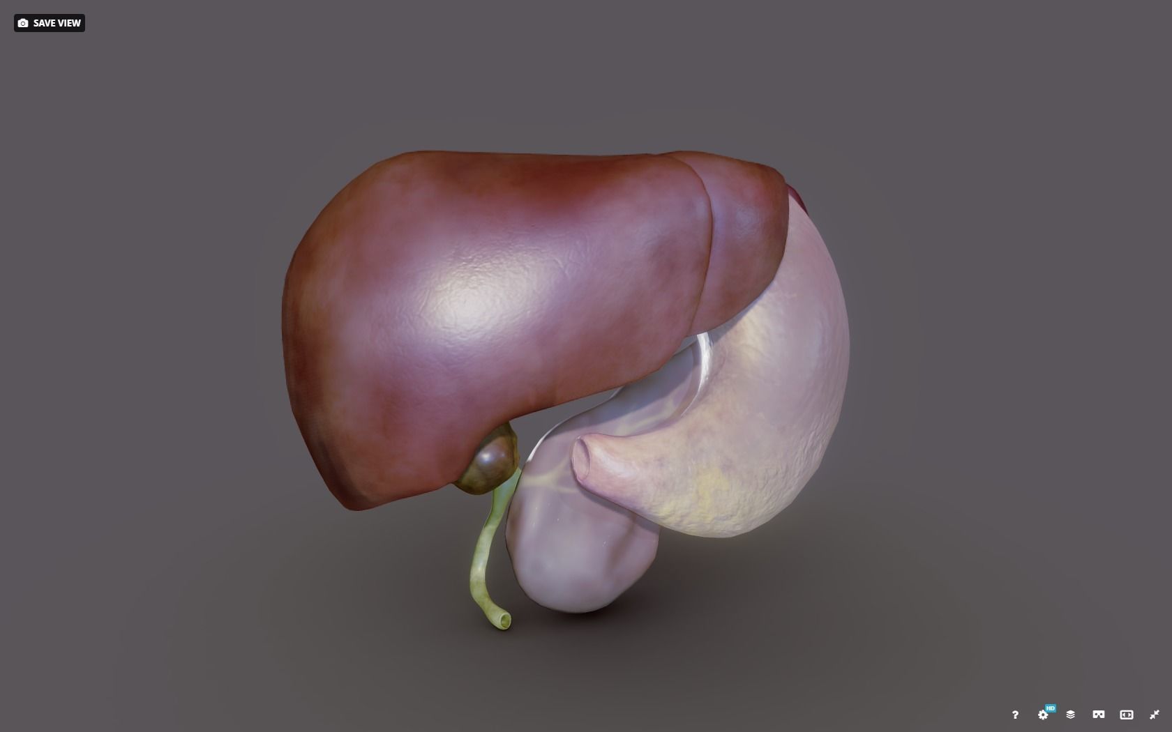 Liver - Spleen - Pancreas and relations Low-poly 3D model_15