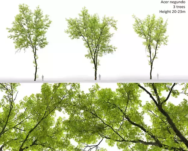 Acer Negundo 01 h20-23 m