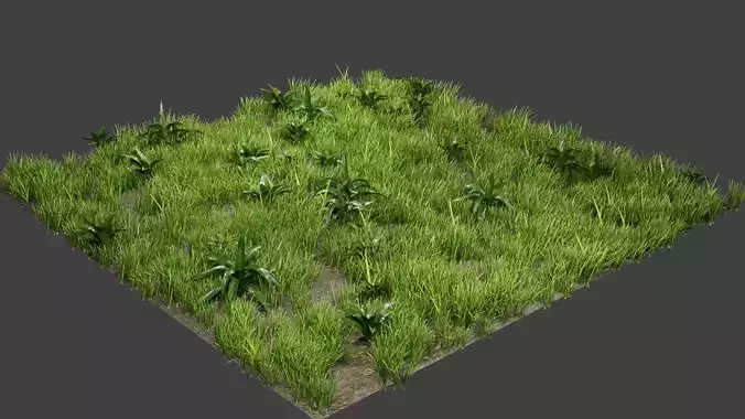 Grass And Plants
