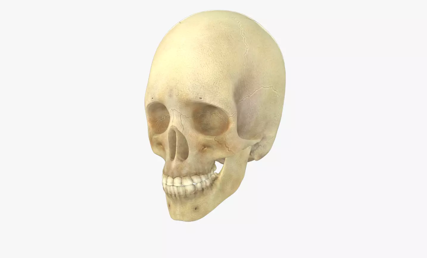 Human Skull Low-poly 3D model