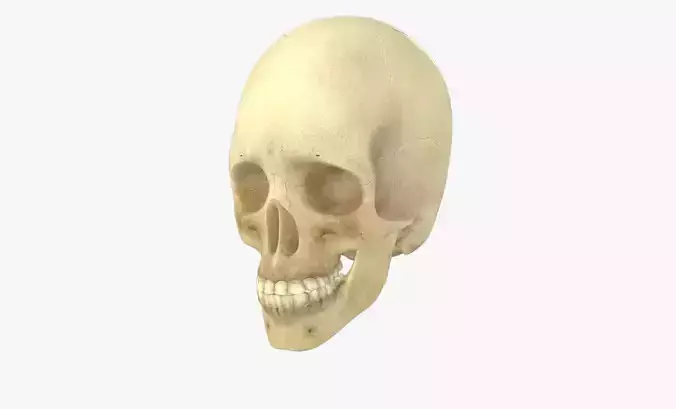 Human Skull