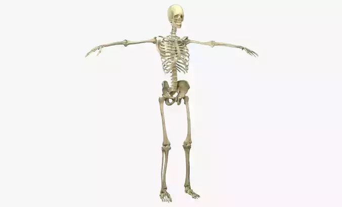  Human Male Skeleton Low-poly 3D model