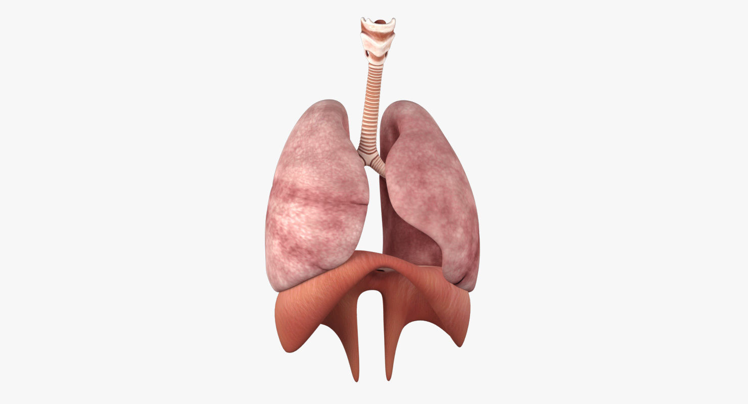 Respiratory System Low-poly 3D model_3