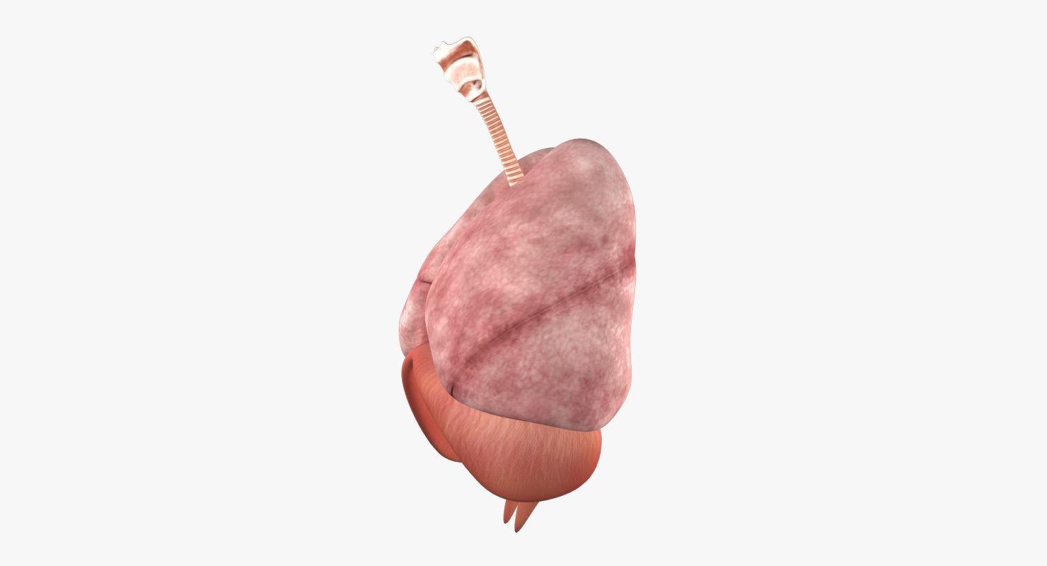 Respiratory System Low-poly 3D model_10