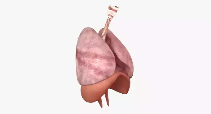 Respiratory System Low-poly 3D model