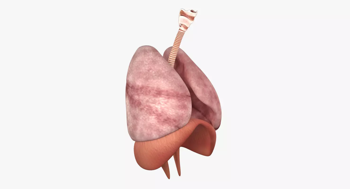 Respiratory System Low-poly 3D model_0