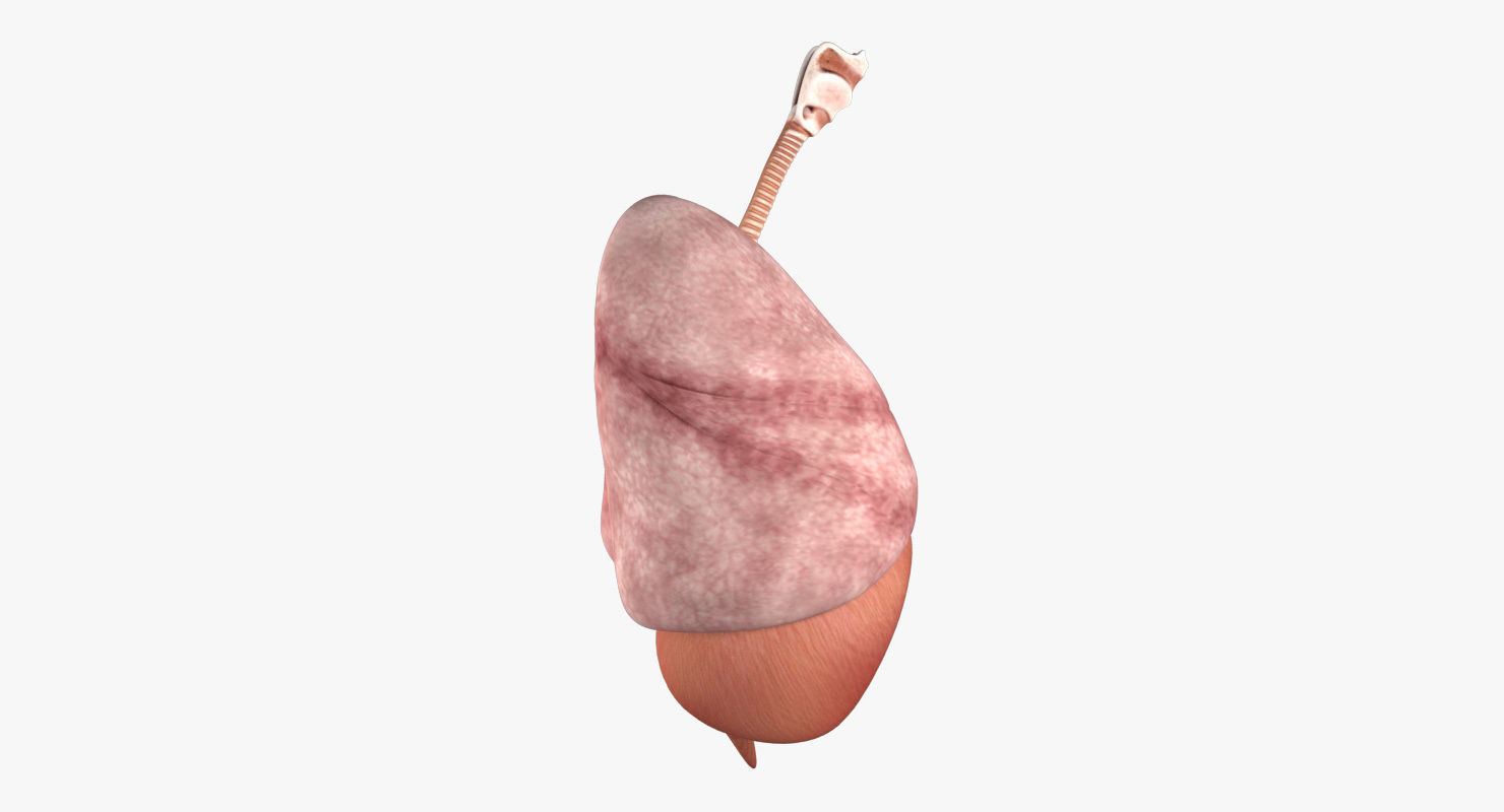 Respiratory System Low-poly 3D model_1