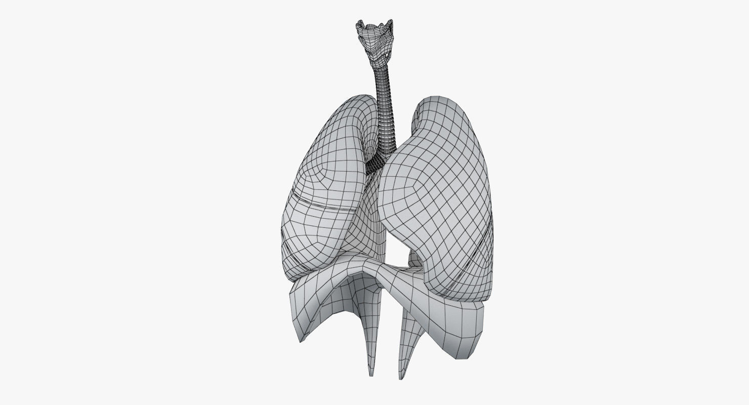 Respiratory System Low-poly 3D model_17