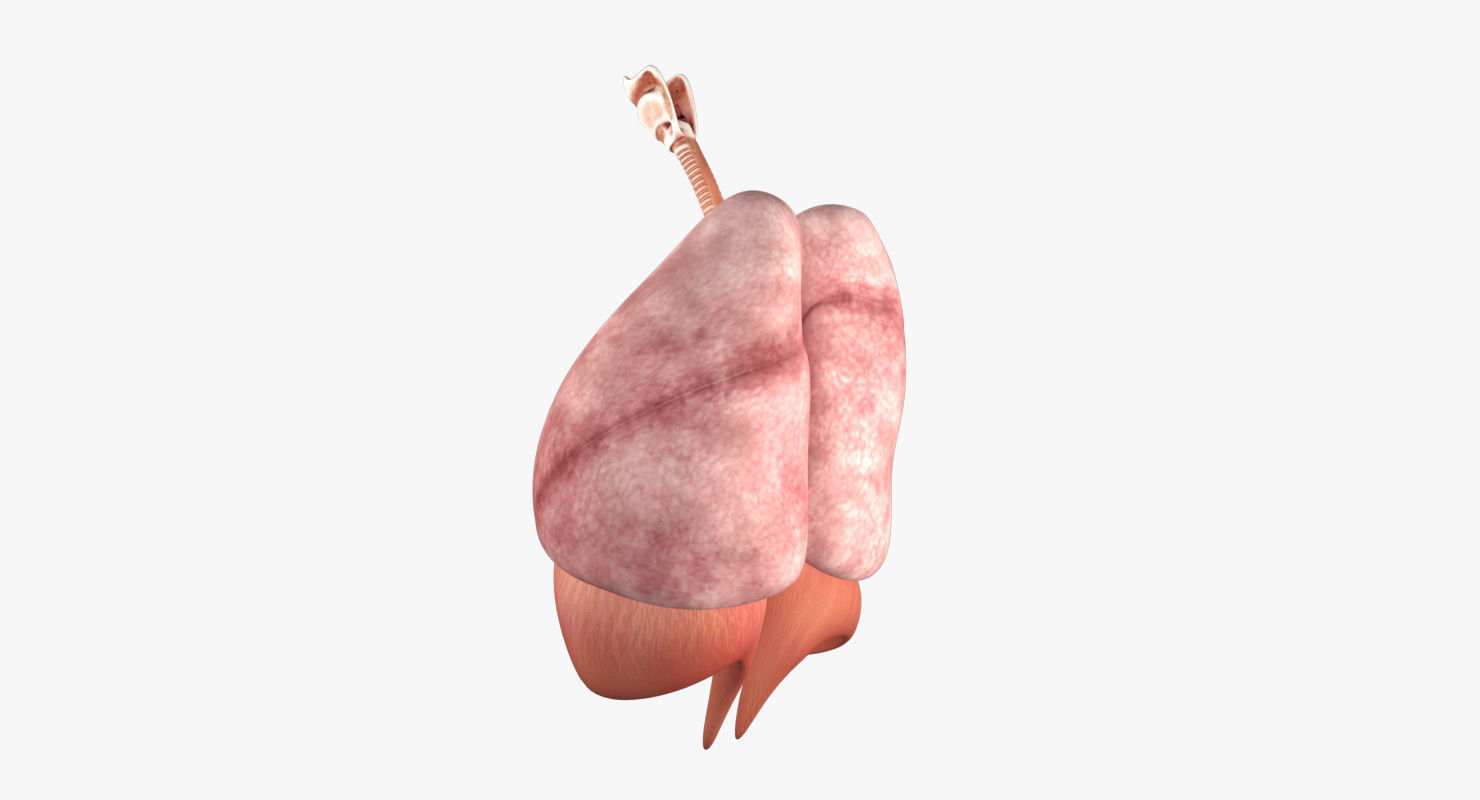 Respiratory System Low-poly 3D model_11