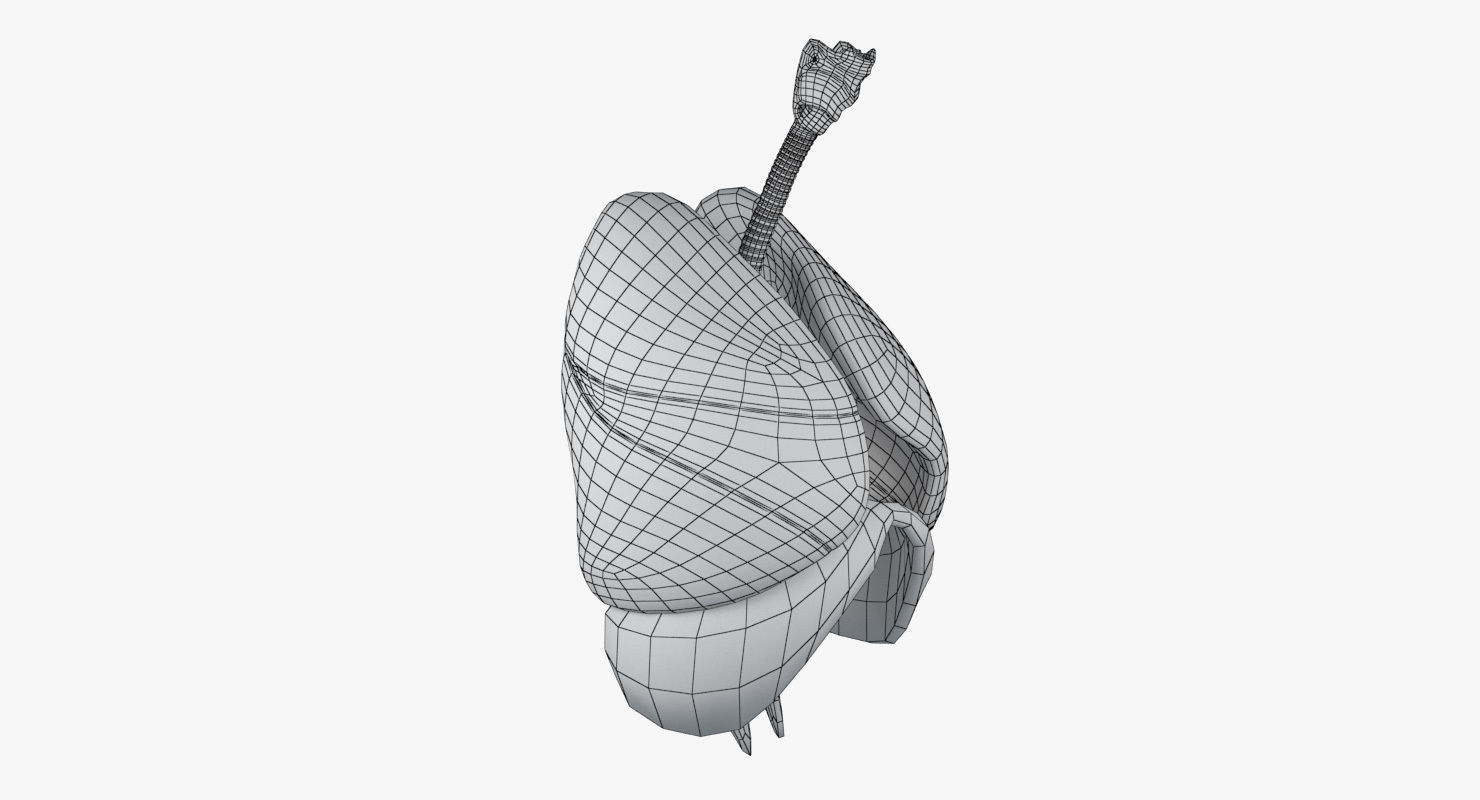 Respiratory System Low-poly 3D model_25