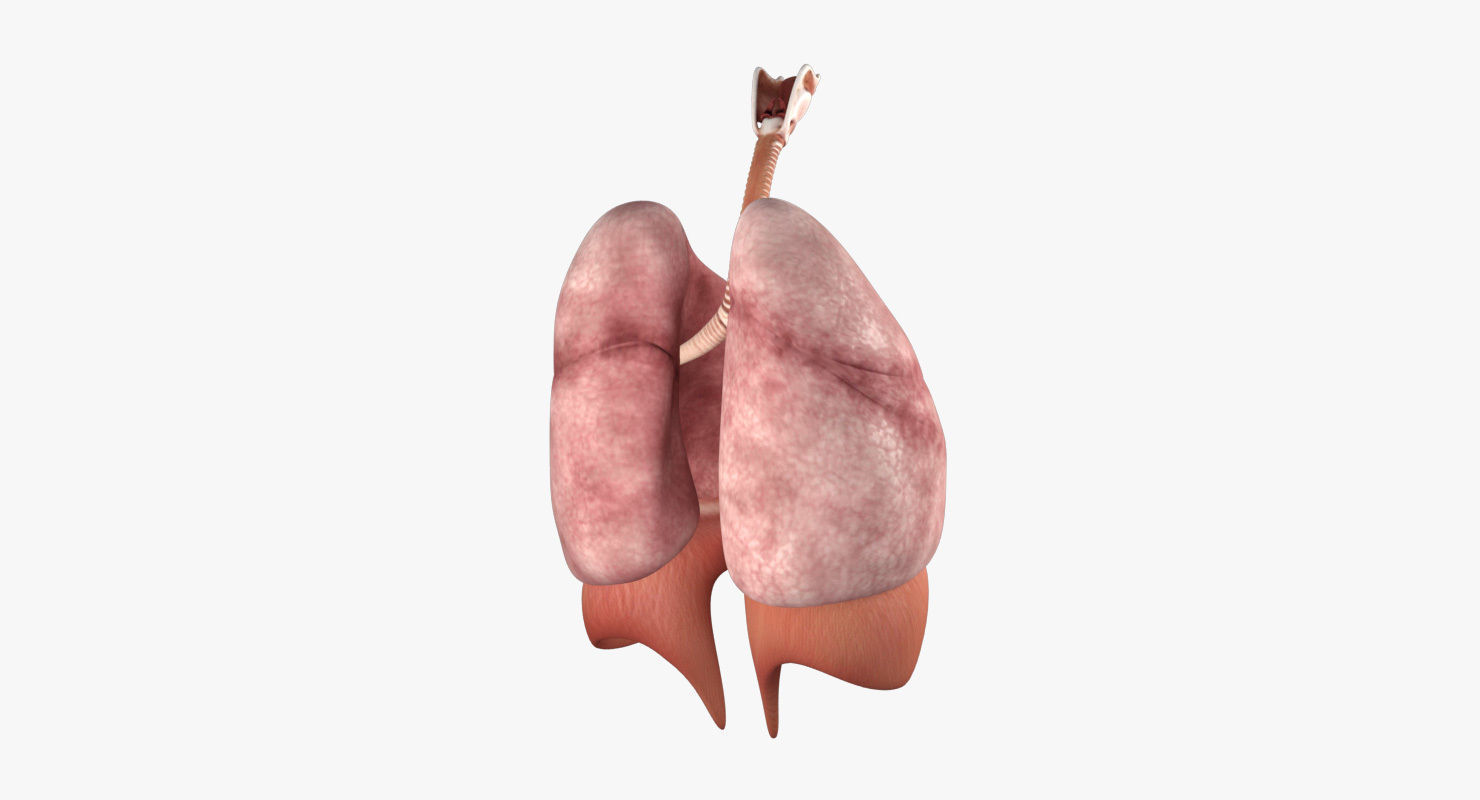 Respiratory System Low-poly 3D model_15