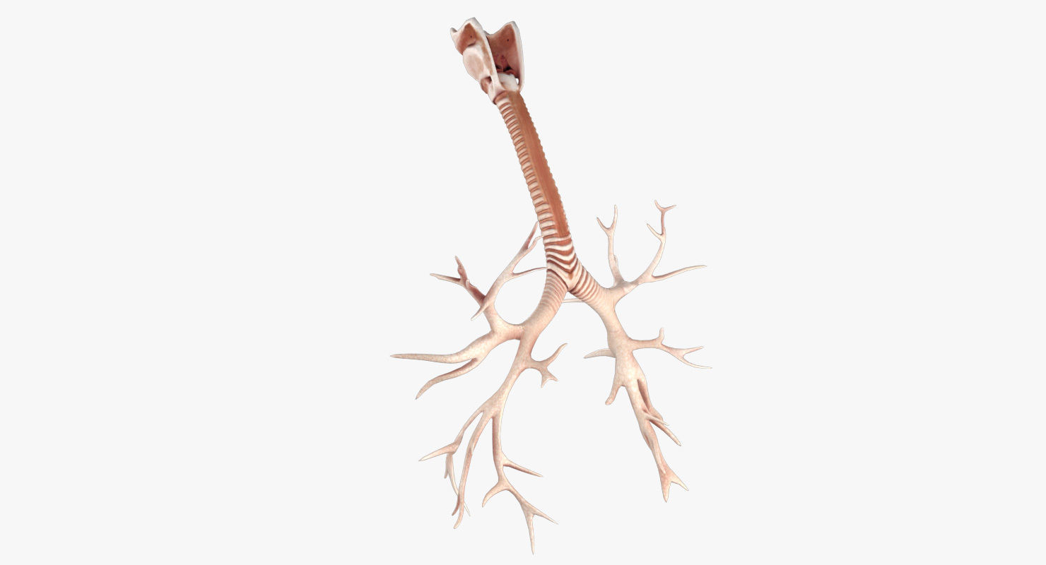 Respiratory System Low-poly 3D model_13