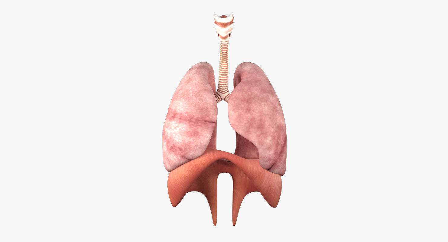 Respiratory System Low-poly 3D model_8