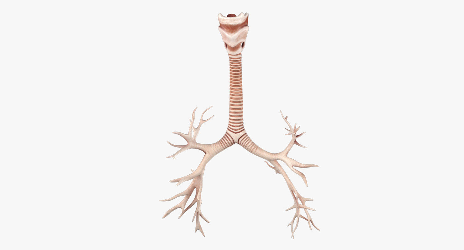 Respiratory System Low-poly 3D model_12