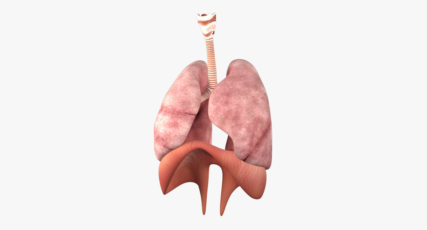 Respiratory System Low-poly 3D model_7