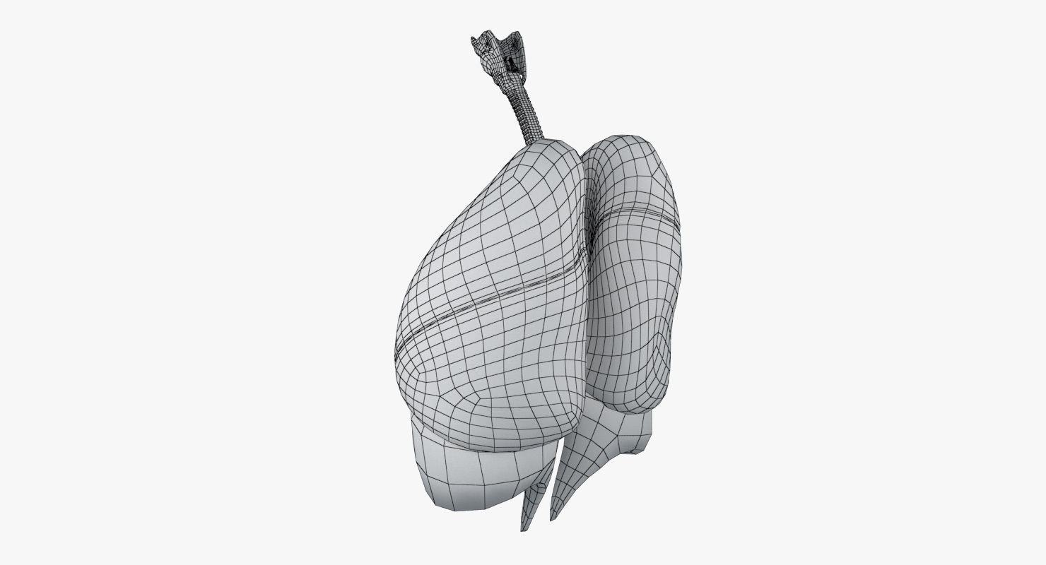 Respiratory System Low-poly 3D model_19