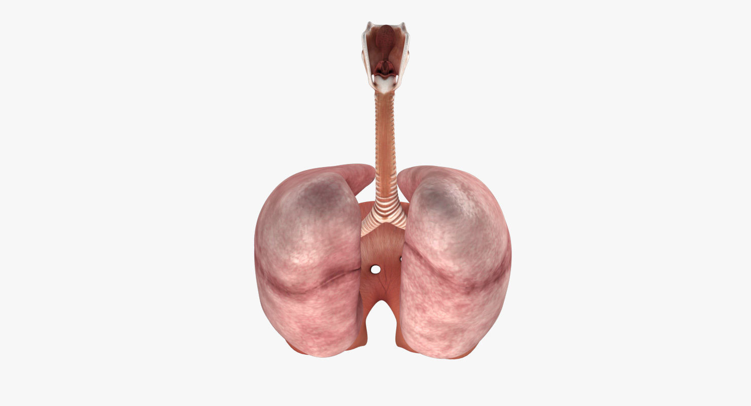Respiratory System Low-poly 3D model_6