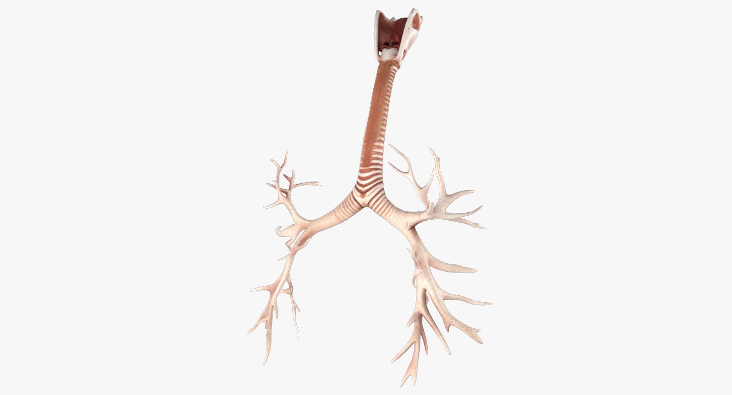 Respiratory System Low-poly 3D model_4