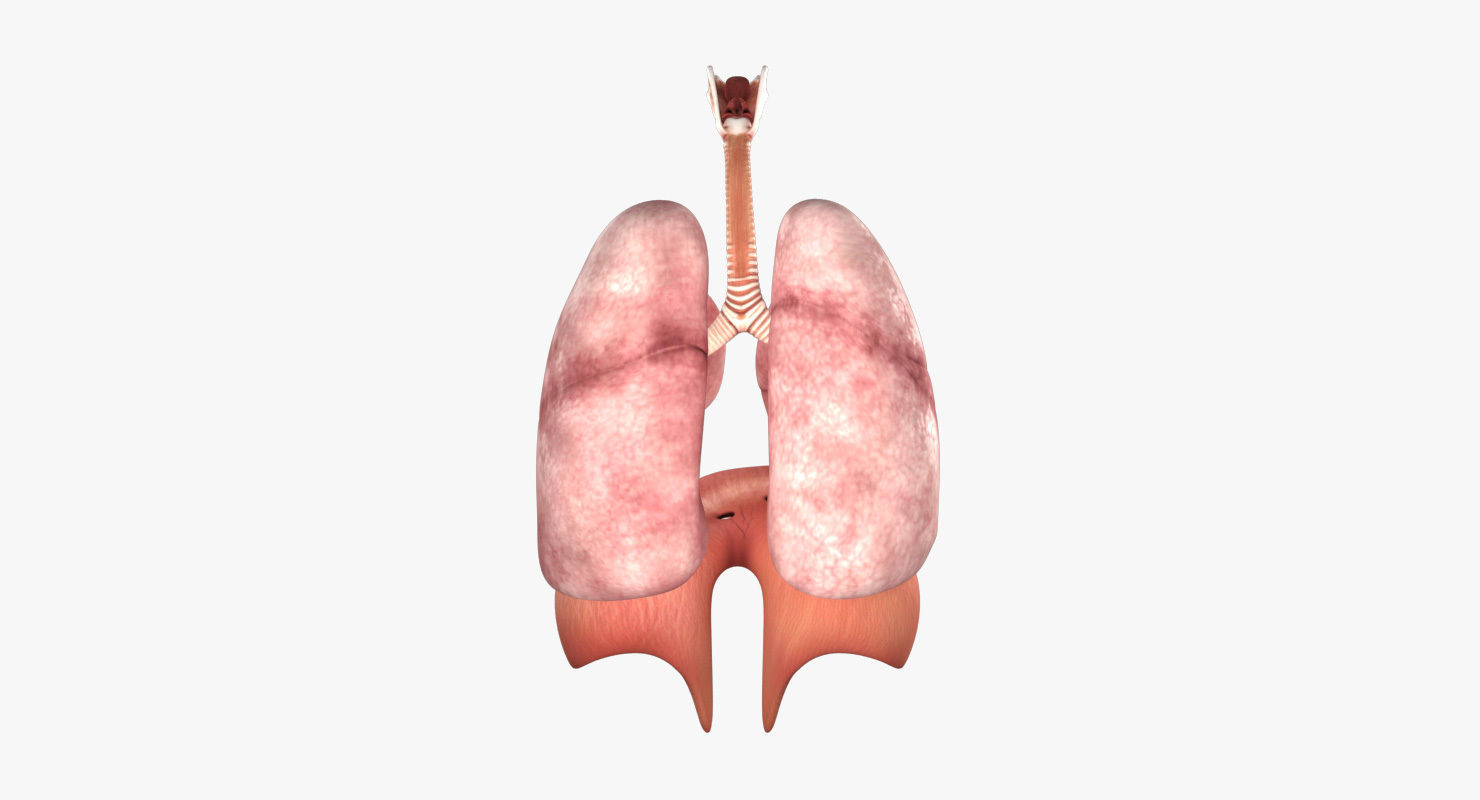 Respiratory System Low-poly 3D model_14